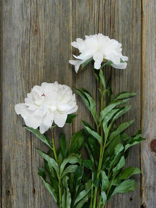 FESTIVA   WHITE  PEONIES